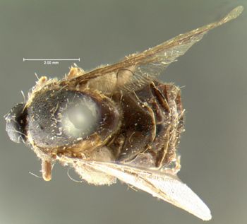 Media type: image;   Entomology 1070 Aspect: habitus dorsal view